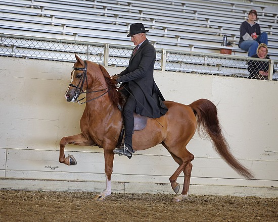 AHANC Show