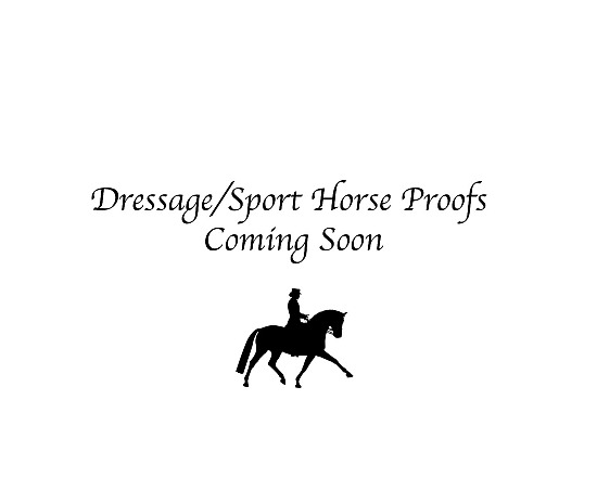 Dressage/Sport Horse 