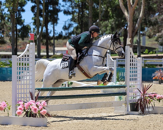 Hunter Jumper & SHUS Hunter Type