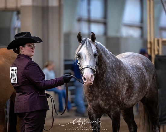 Equitation/Showmanship/Walk-Trot