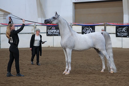 Region 4 Halter