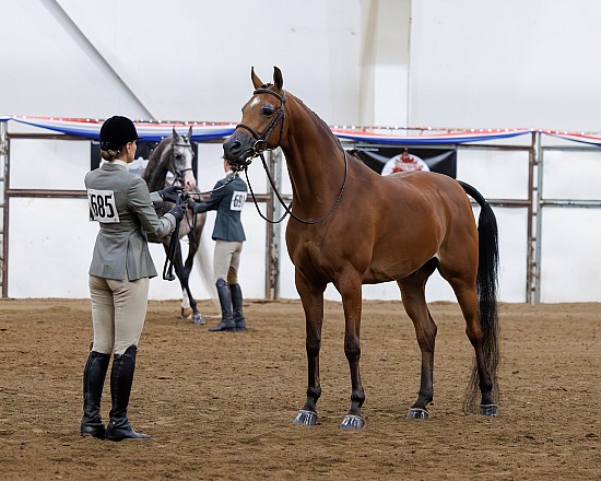 Region 4 Performance Halter