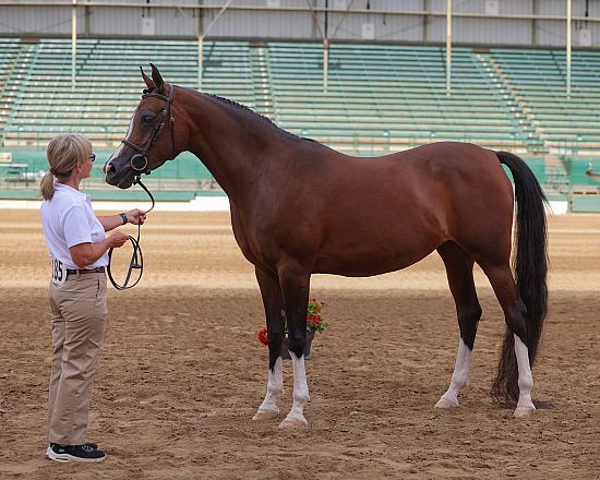 Region 3 Sport Horse